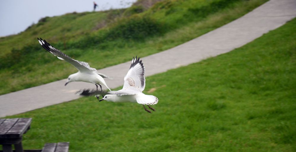 Flying_seagulls_at_Kiama_beach_during_Christmas,_Sydney_2013.jpg
