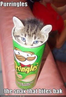 Purr-ingles!