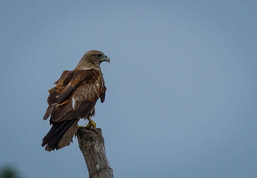 1280px-Brahmini_Kite_(Juvenile).jpg