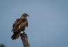 1280px-Brahmini_Kite_(Juvenile).jpg