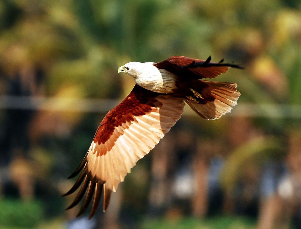 1280px-Brahminy_kite.jpg