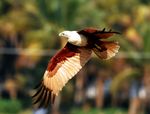1280px-Brahminy_kite.jpg