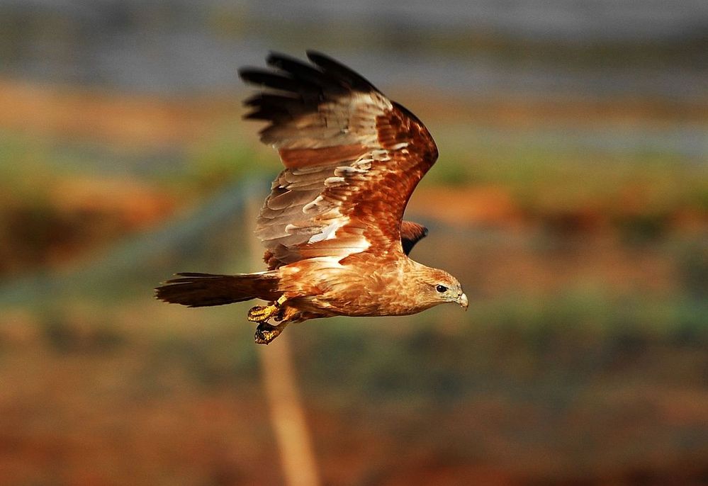 1280px-Brahminy_kite_young (1).jpg