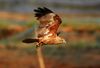1280px-Brahminy_kite_young (1).jpg