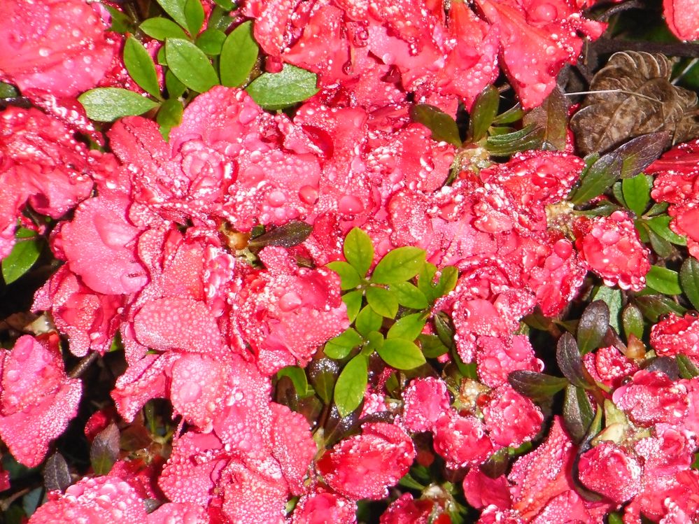Yard March 2014 009.JPG