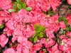 Yard March 2014 009.JPG
