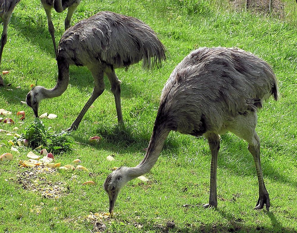 1280px-Greater_rhea_pair_arp.jpg