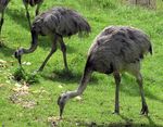1280px-Greater_rhea_pair_arp.jpg