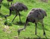 1280px-Greater_rhea_pair_arp.jpg