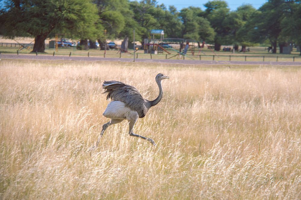 Nandu,_Parque_Luro,_La_Pampa,_Argentina.jpg