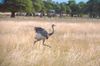 Nandu,_Parque_Luro,_La_Pampa,_Argentina.jpg