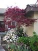 Yard March 2014 013.JPG