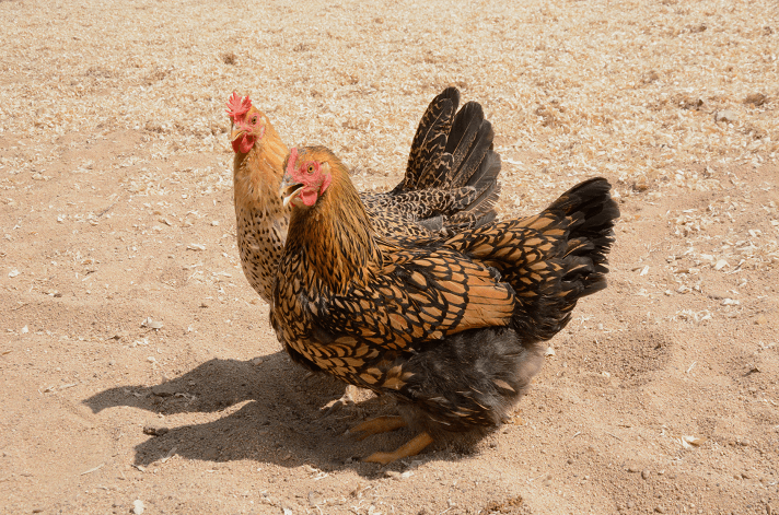 Wyandotte-Chickens.png