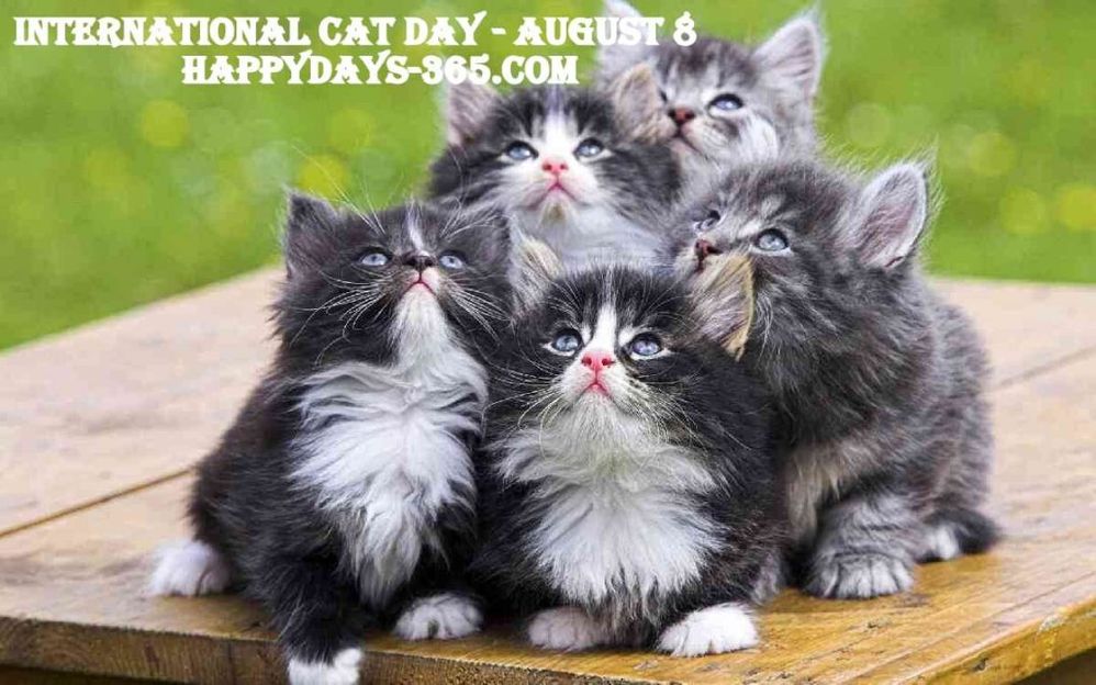 Look, up in the sky. Is it a bird?...Is it a plane? It's SuperCat!