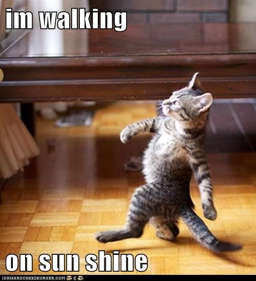 cat walking in sunshine.jpg