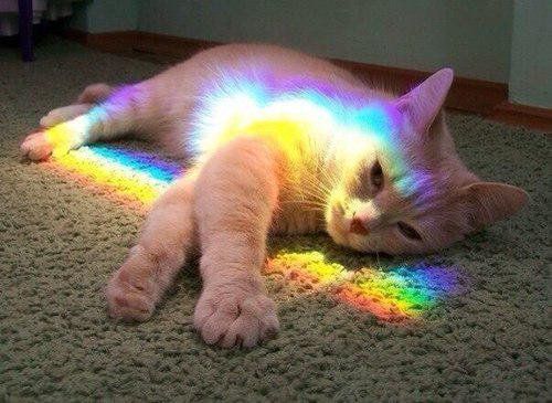 Rainbow cat