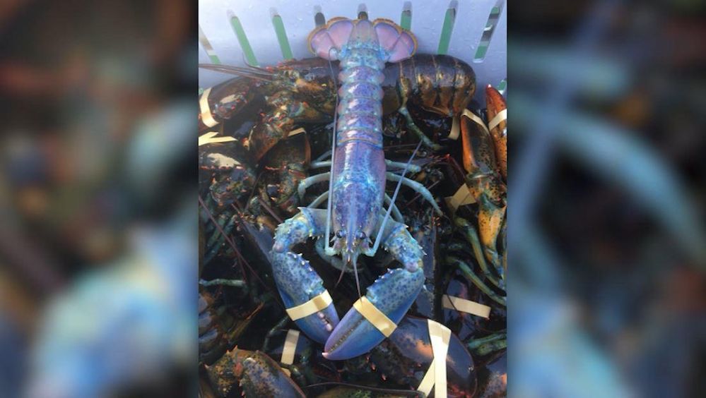 cotton_candy_lobster.jpg