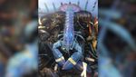 cotton_candy_lobster.jpg