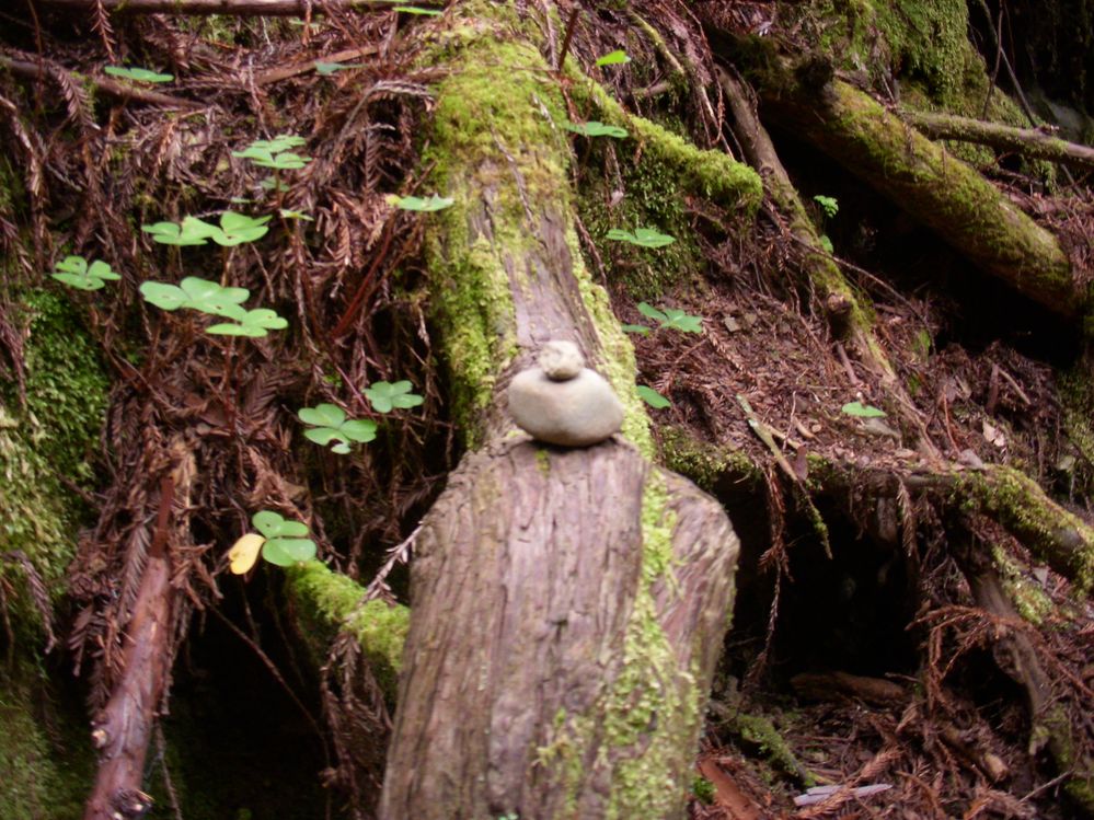 One pile of rocks on a log and leaves.JPG