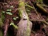 One pile of rocks on a log and leaves.JPG