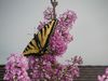 SissyHouseButterfly.JPG