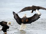 eagles-fighting_18367_600x450.jpg