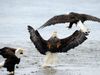 eagles-fighting_18367_600x450.jpg