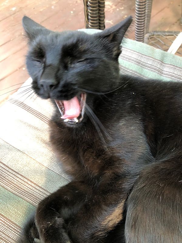 Armani (new guy to the outdoor conclave) made himself right at home.