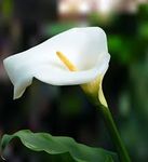 Calla Lilly.jpg