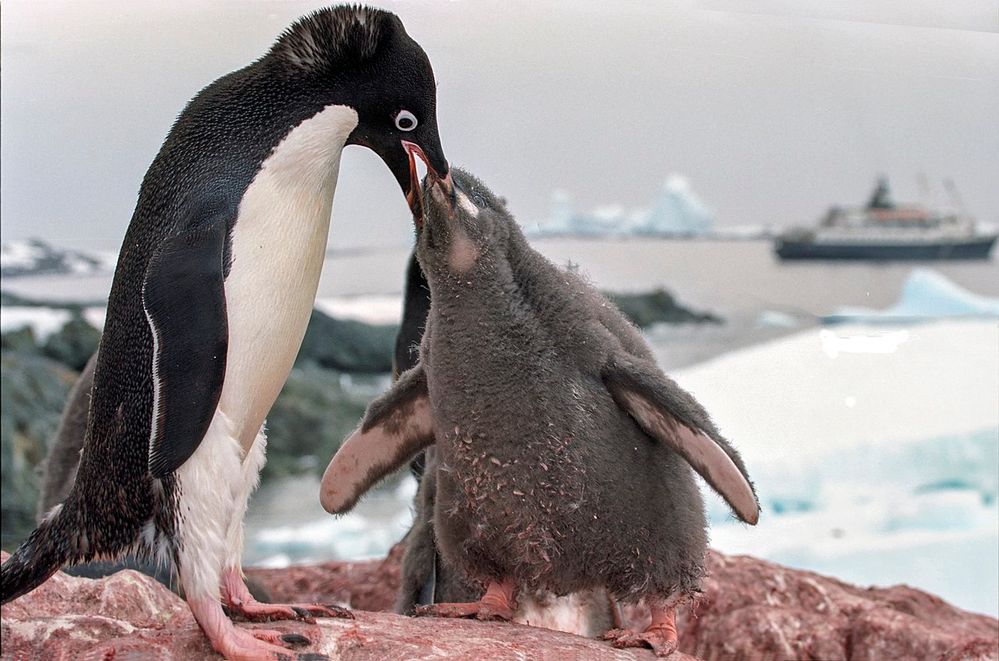 1280px-Antarctic_adelie_penguins_(js)_21.jpg