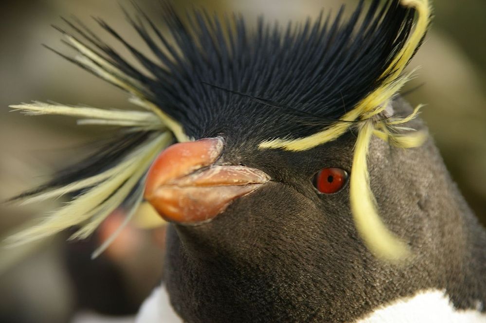 1280px-Falkland_Islands_Penguins_88.jpg
