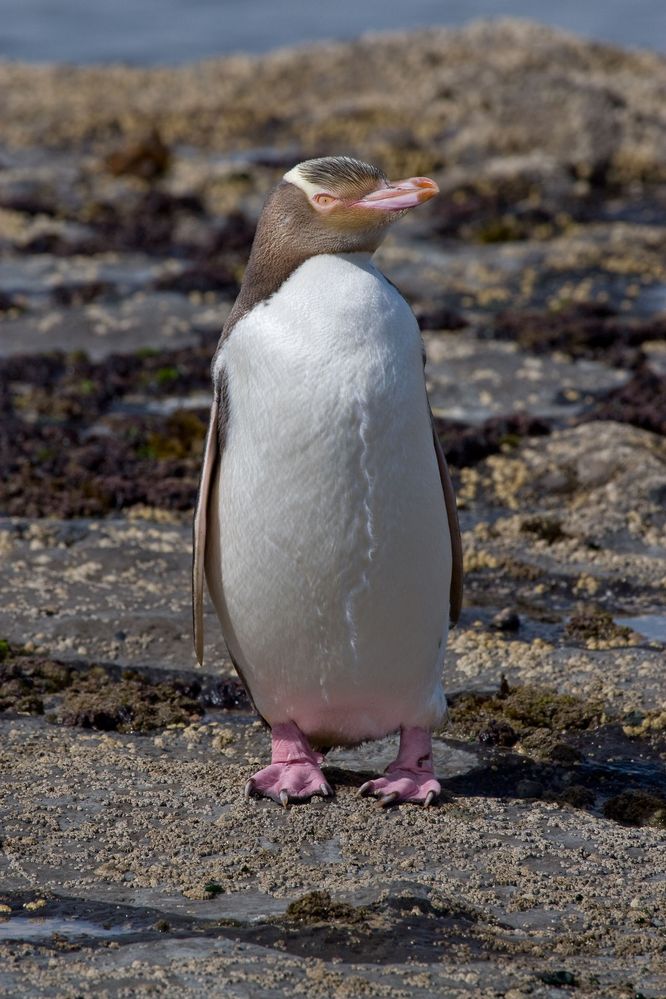 Yellow-eyed_Penguin_MC.jpg