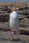 Yellow-eyed_Penguin_MC.jpg