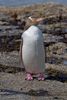 Yellow-eyed_Penguin_MC.jpg