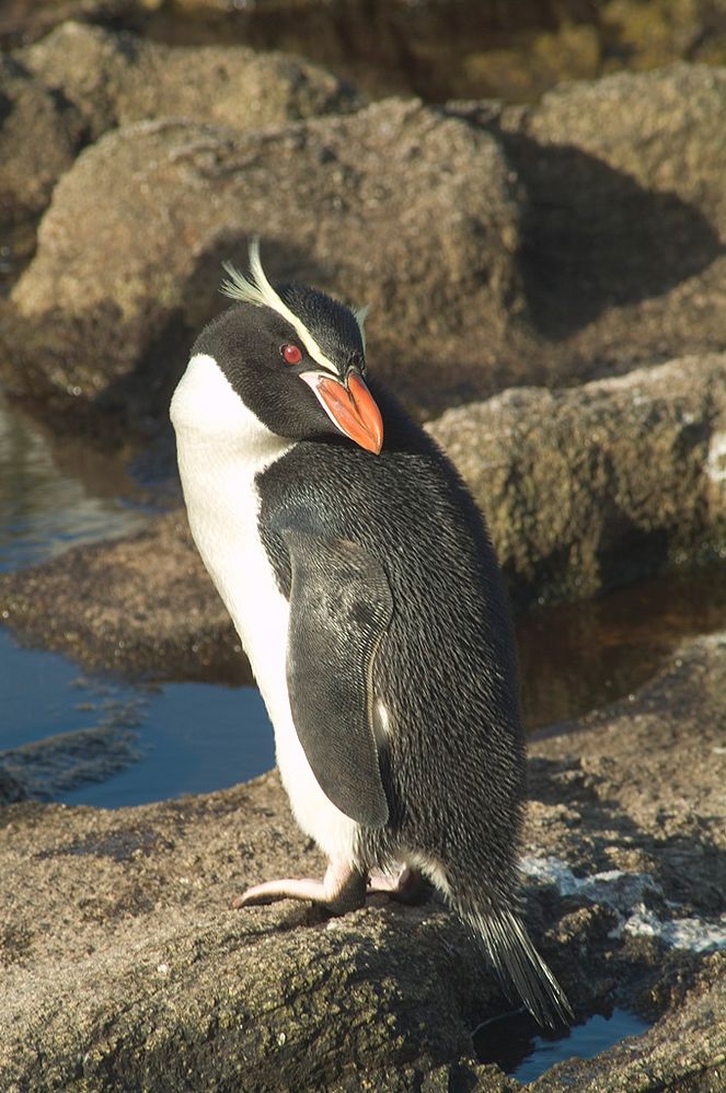 SnaresPenguin_(Mattern)_large.jpg