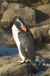 SnaresPenguin_(Mattern)_large.jpg