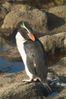 SnaresPenguin_(Mattern)_large.jpg
