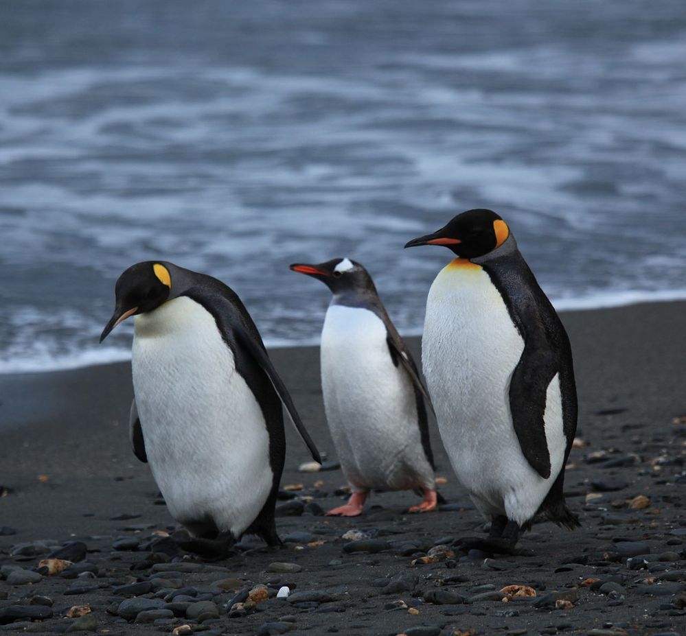 1280px-Penguins_walking_-Moltke_Harbour,_South_Georgia,_British_overseas_territory,_UK-8.jpg