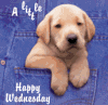 wednesday21.gif