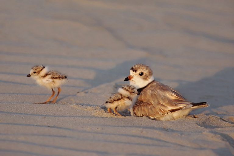 Plovers