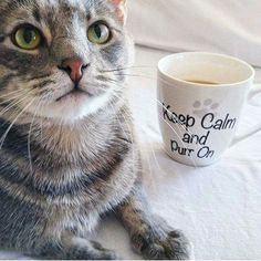 Keep calm and purr on.jpg