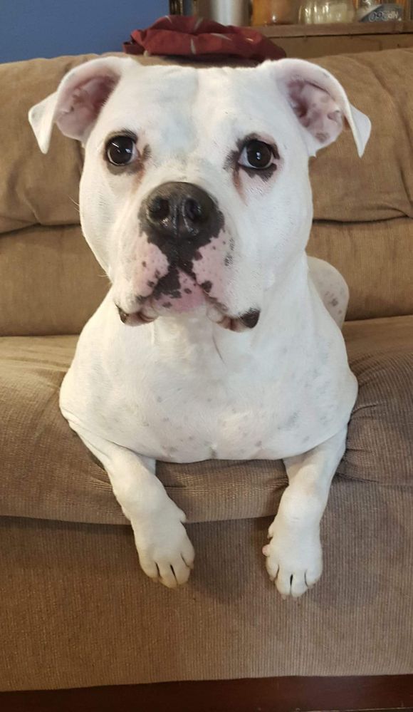 Kona