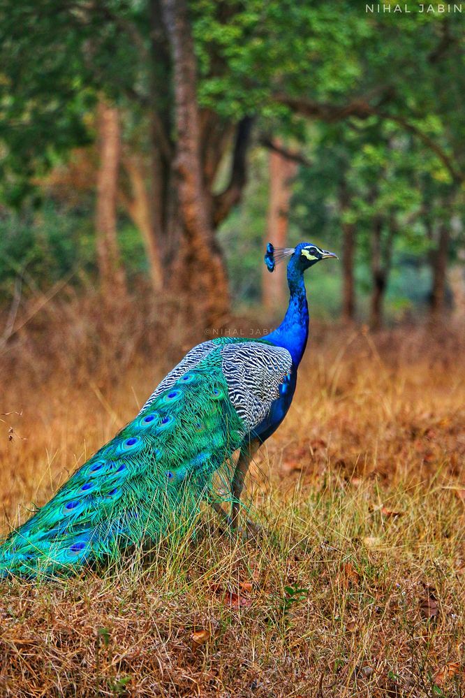1280px-Peacock_by_Nihal_jabin.jpg