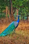 1280px-Peacock_by_Nihal_jabin.jpg