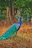 1280px-Peacock_by_Nihal_jabin.jpg