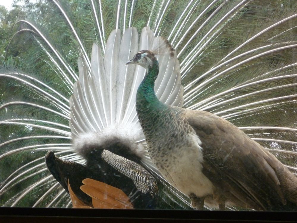 Peahen_in_front_of_displaying_peacock.jpg