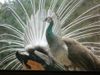 Peahen_in_front_of_displaying_peacock.jpg