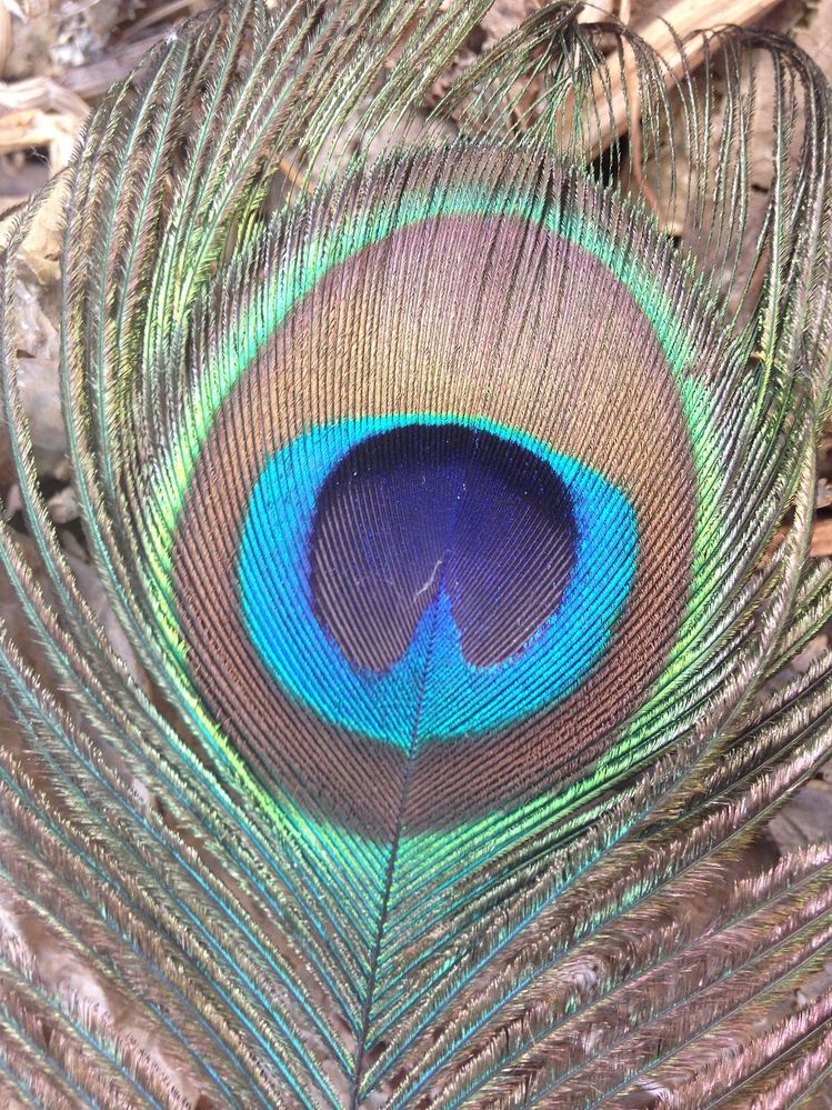Peacock_Feather_Close_Up.JPG