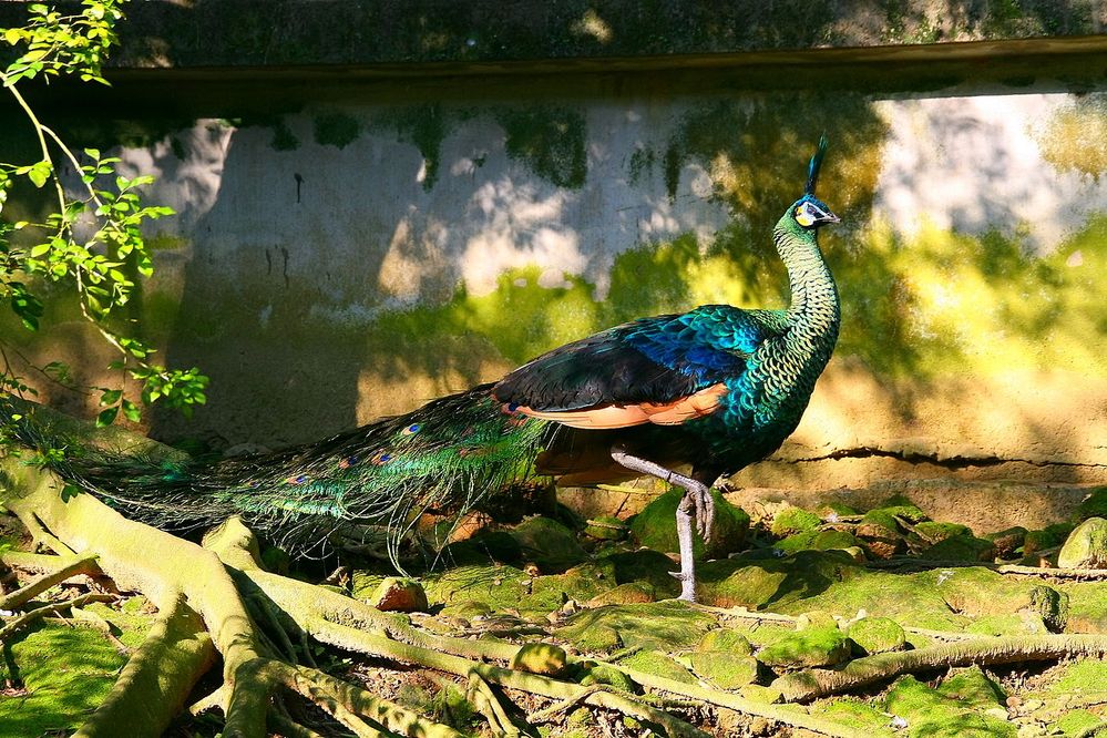 Peafowl_at_the_Taipei_Zoo.jpg