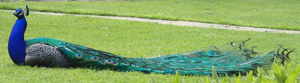 1280px-Peacock_at_cat_rescue_centre_May_2017.jpg